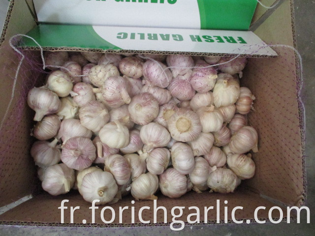 Fresh Normal Garlic 2019